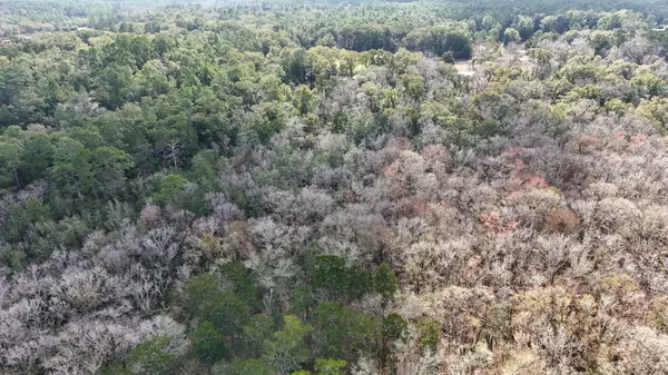 a view of a forest with trees all around
