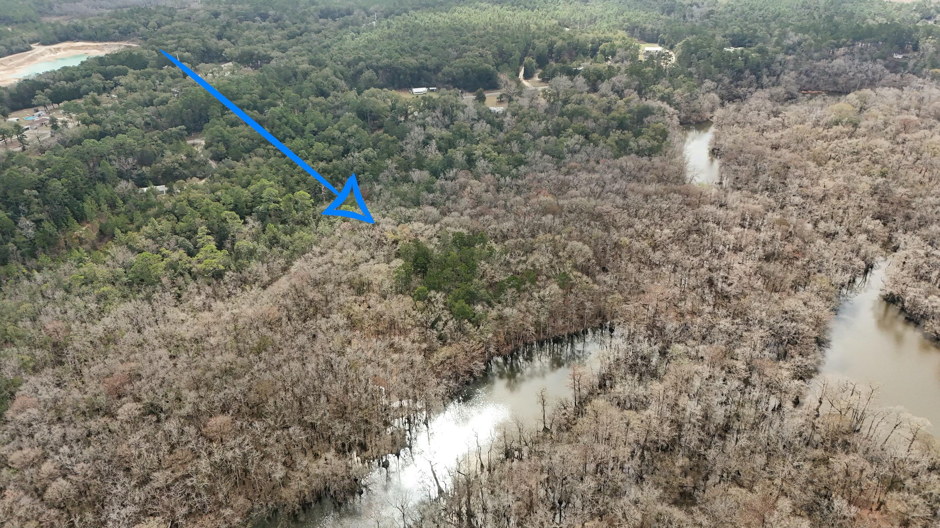 Tbd Strickland Road Ebro, FL 32437 - Photo 22 of 36 a view of a forest with a plant