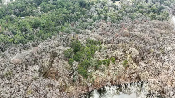 a view of a forest with lots of trees