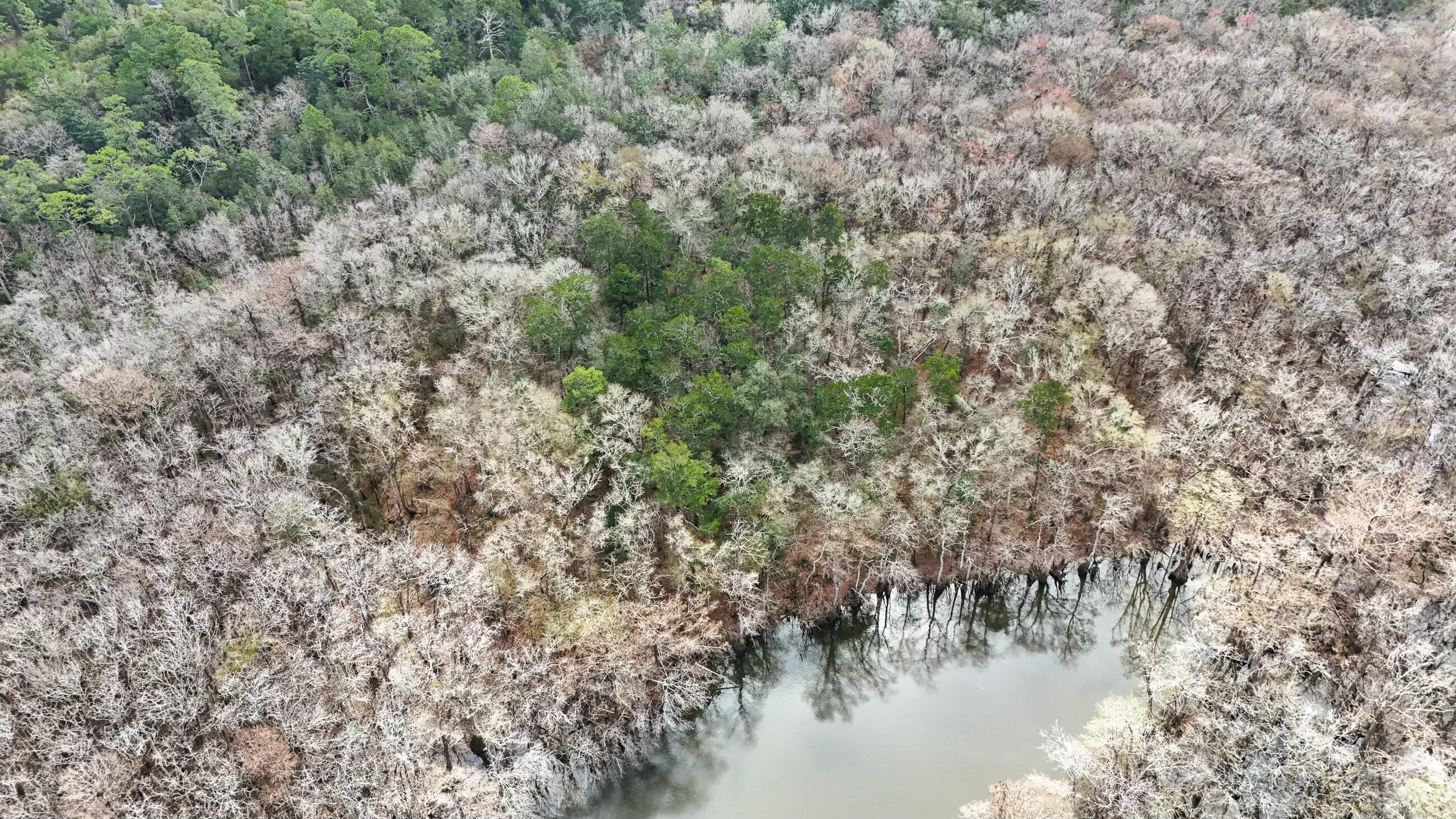 Tbd Strickland Road Ebro, FL 32437 - Photo 24 of 36 a view of a lake with a tree