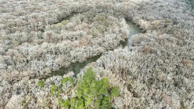 a close up of a plant