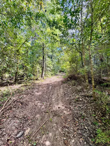 a view of a forest with trees in the background