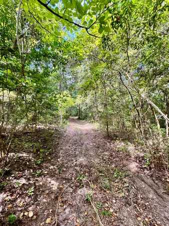 a view of a yard with a tree