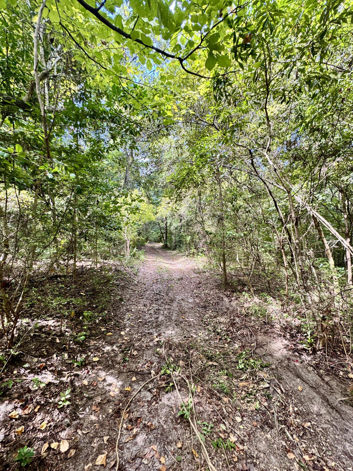 Tbd Strickland Road Ebro, FL 32437 - Photo 32 of 36 a view of a yard with a tree
