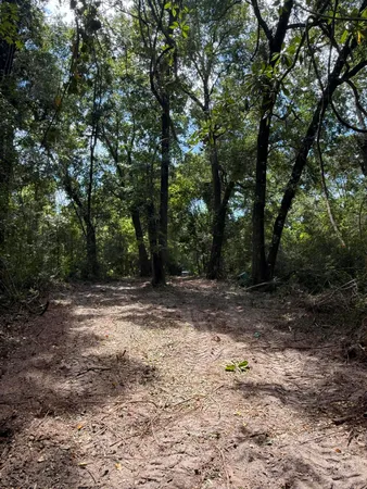 a view of a yard with a trees