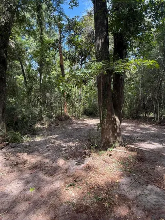a view of a forest with trees