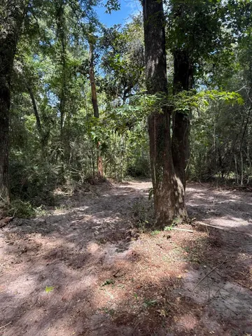 a view of a forest with trees