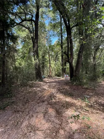 a view of a forest with trees in the background
