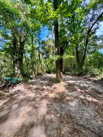 a view of a tree with a tree