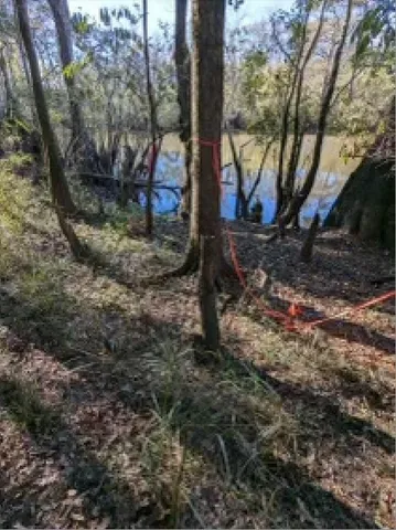 a view of a tree in the middle of a yard