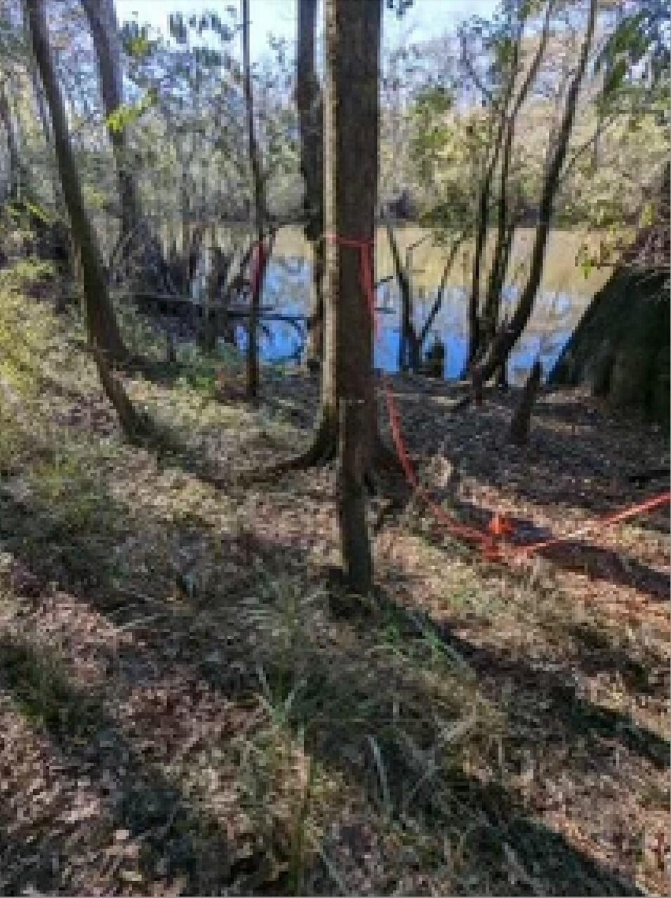 Tbd Strickland Road Ebro, FL 32437 - Photo 10 of 36 a view of a tree in the middle of a yard
