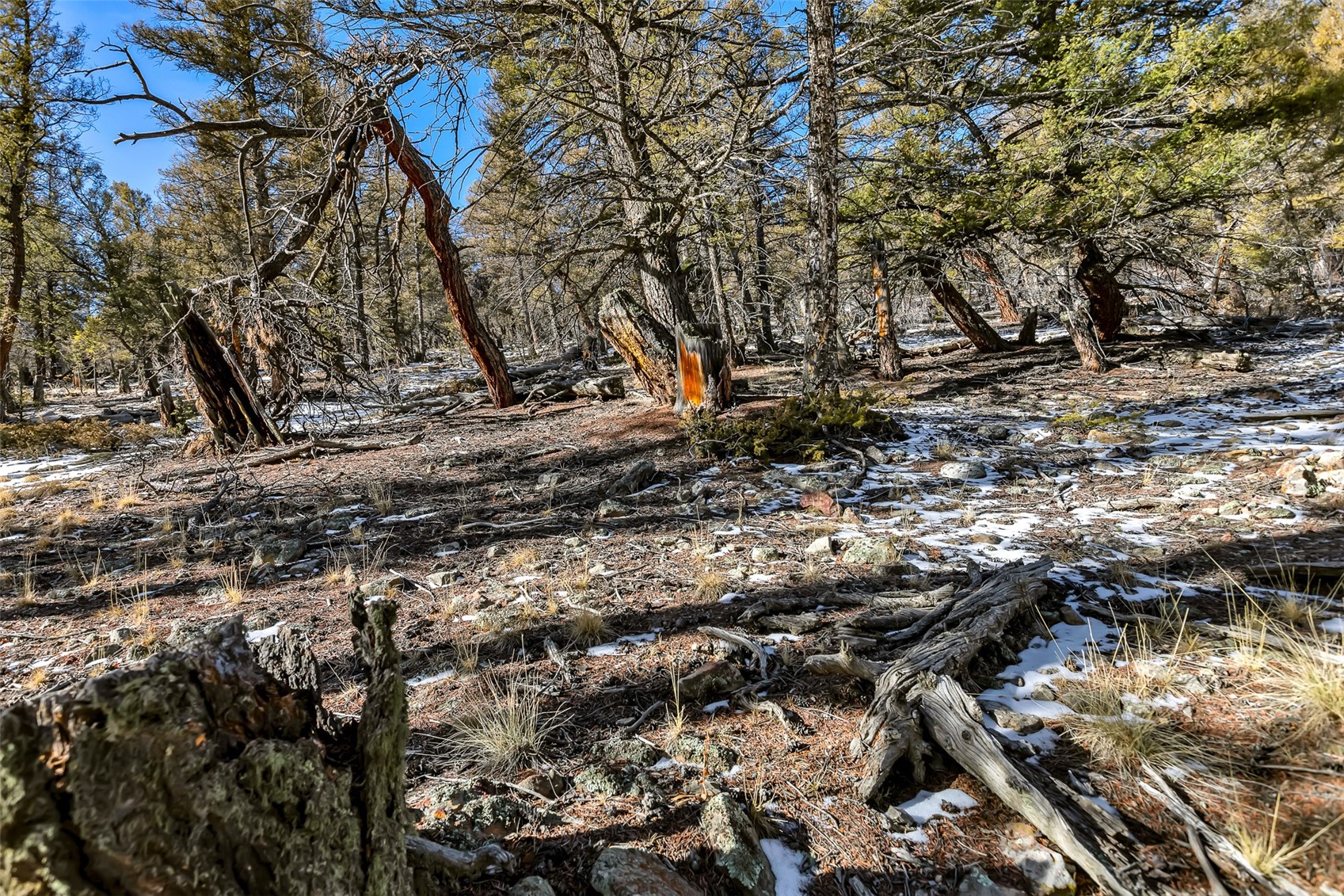 1423 Redhill Road Fairplay, CO 80440 - Photo 13 of 44 a view of a forest with lots of trees