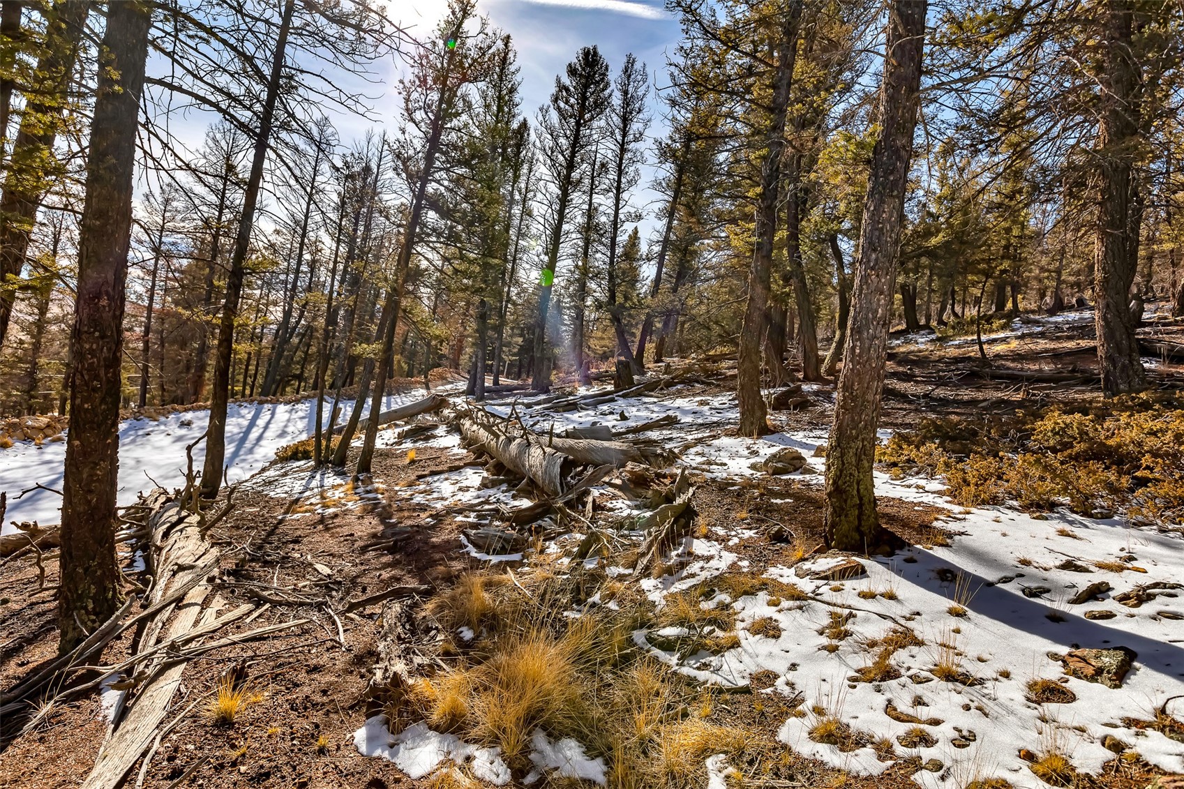 1423 Redhill Road Fairplay, CO 80440 - Photo 14 of 44 a view of a forest with trees