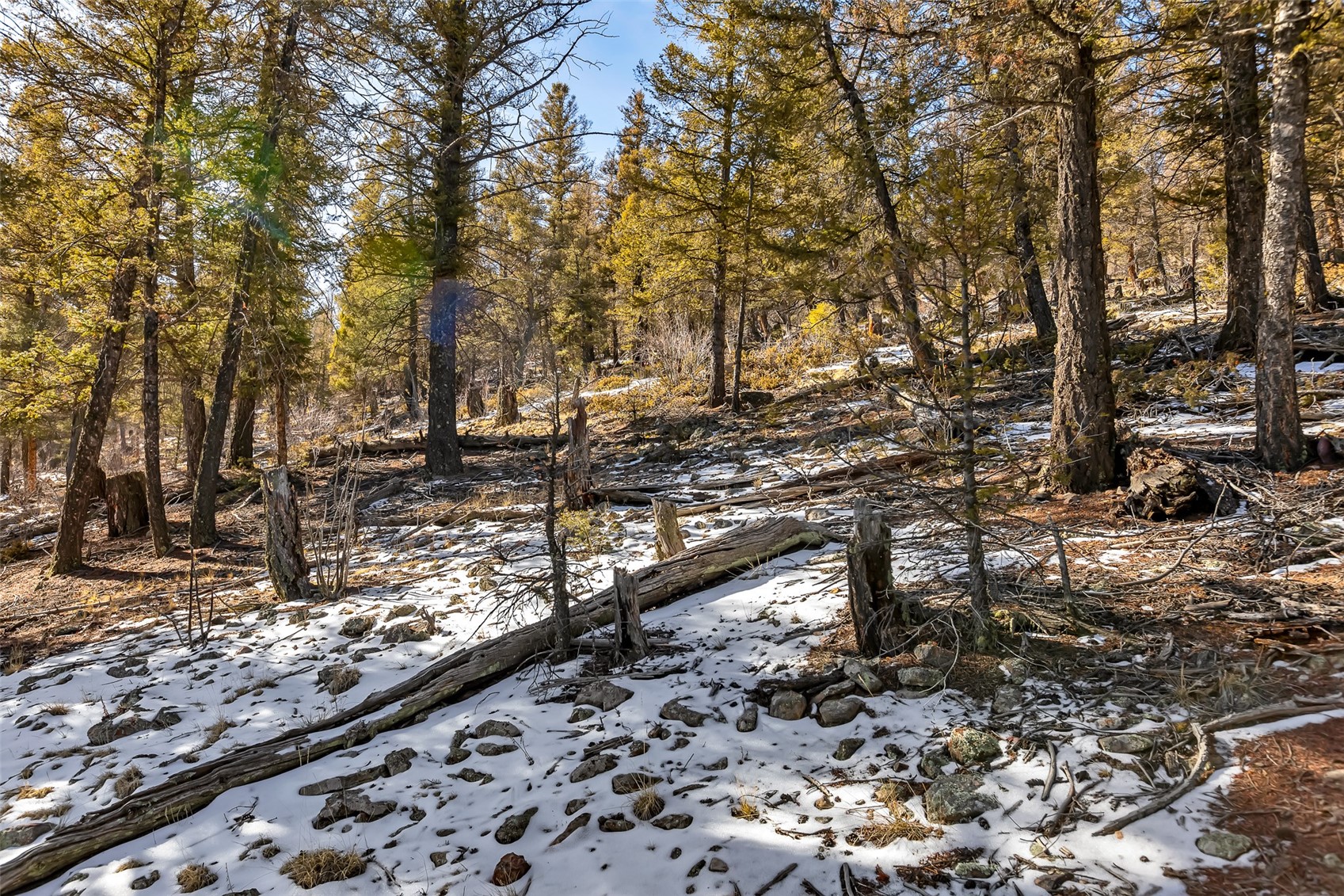 1423 Redhill Road Fairplay, CO 80440 - Photo 16 of 44 a view of a forest filled with trees