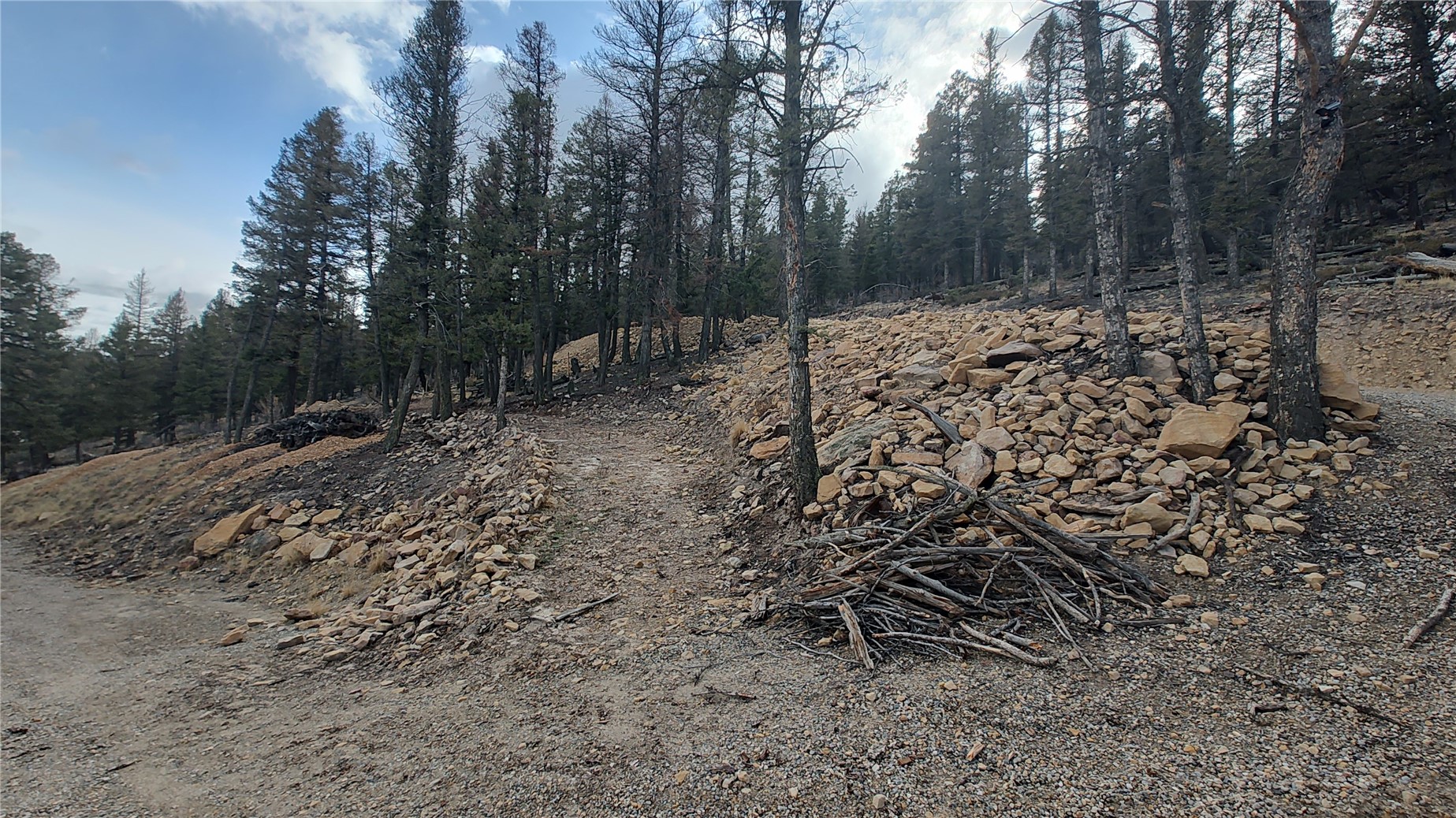 1423 Redhill Road Fairplay, CO 80440 - Photo 30 of 44 a view of a forest with trees