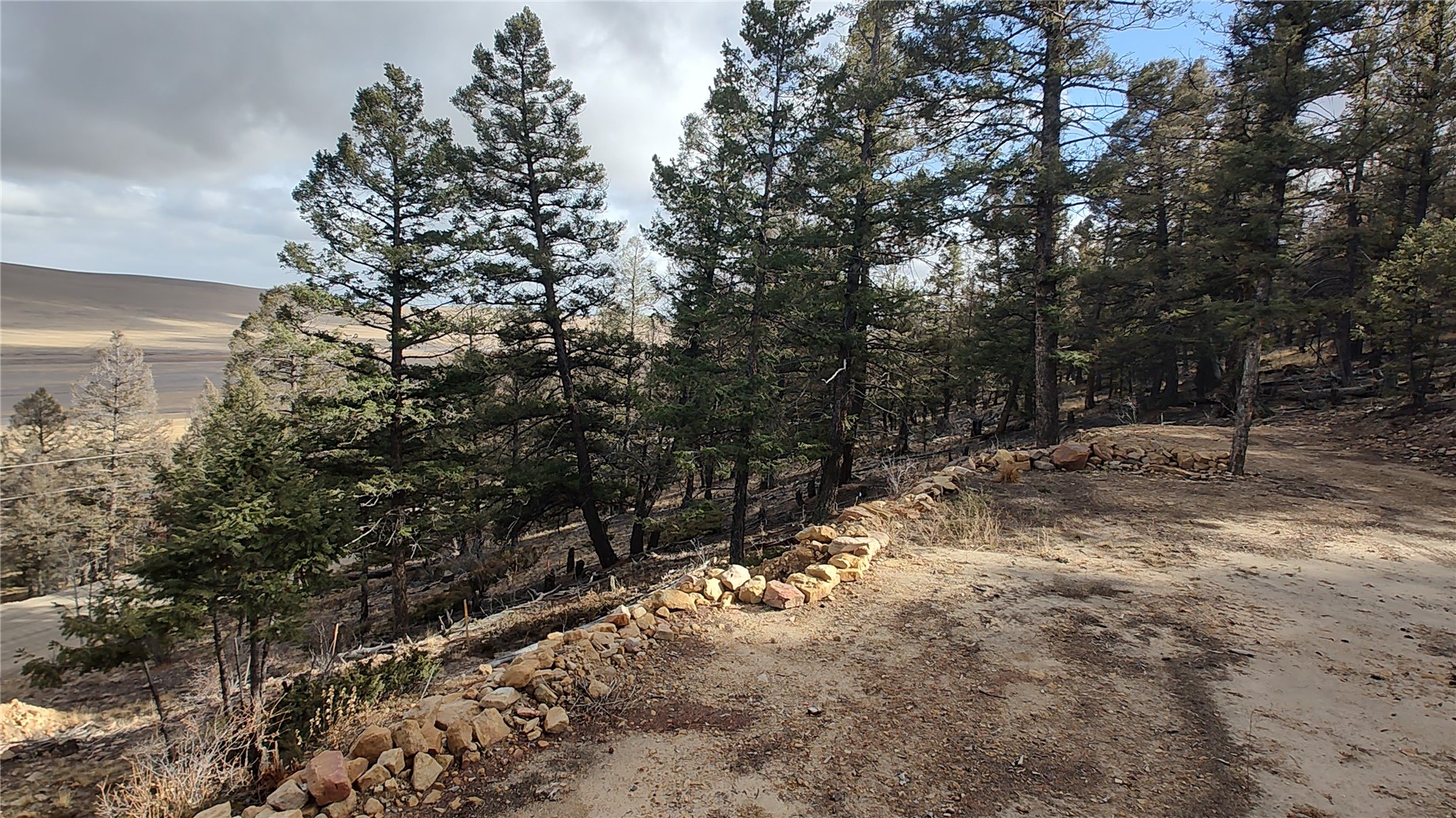 1423 Redhill Road Fairplay, CO 80440 - Photo 38 of 44 a view of a forest with trees