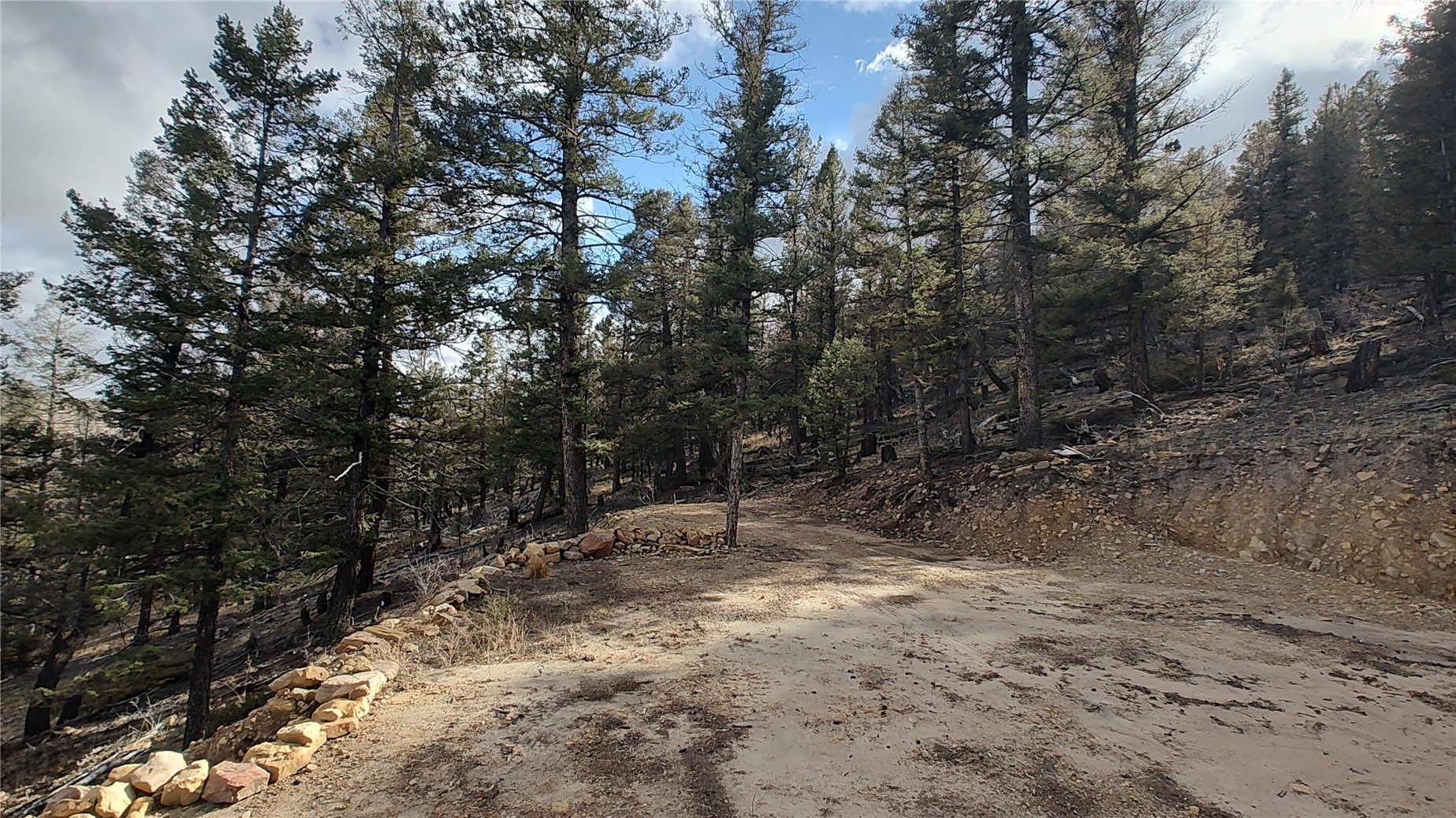 1423 Redhill Road Fairplay, CO 80440 - Photo 39 of 44 a view of dirt yard with a tree