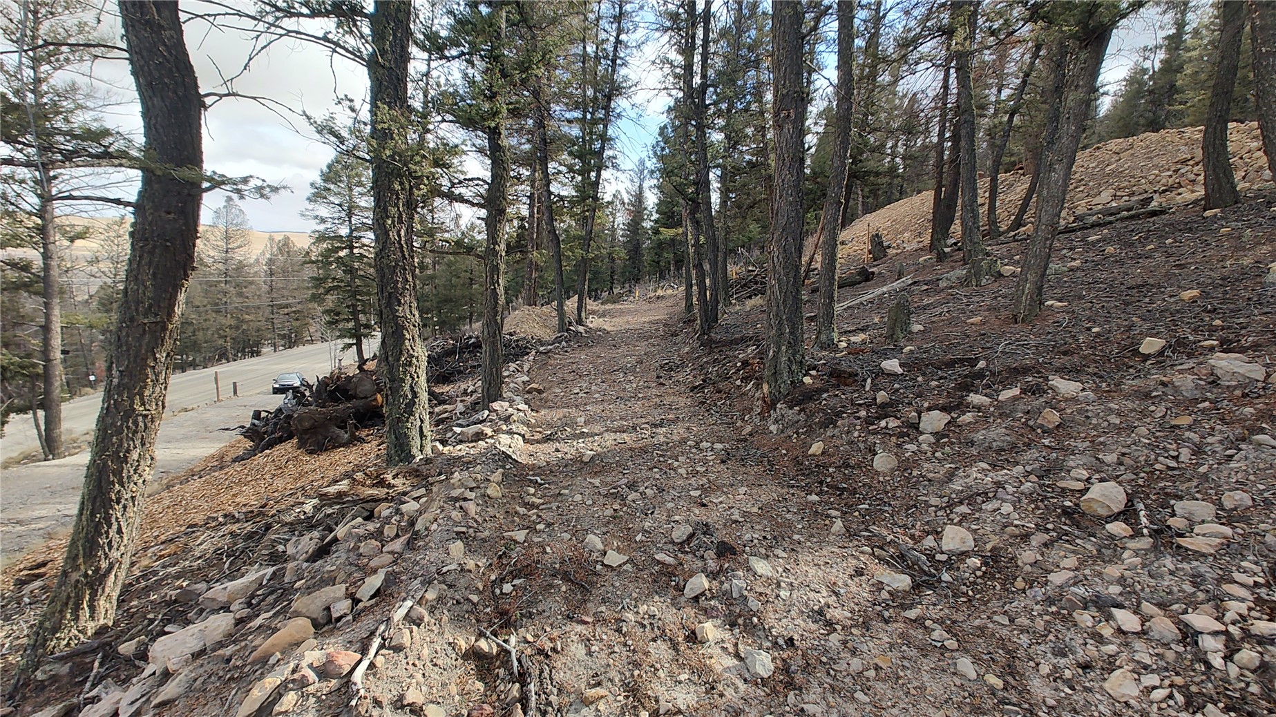 1423 Redhill Road Fairplay, CO 80440 - Photo 41 of 44 a view of a forest filled with trees