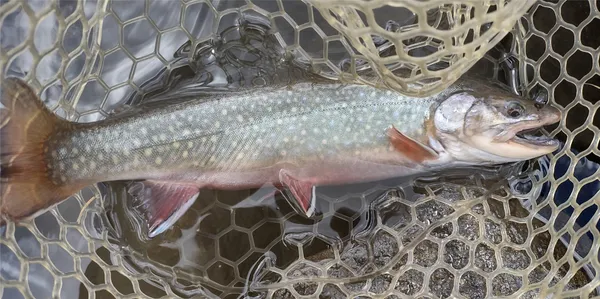 $95,000 | 1423 Redhill Road, Fairplay, CO 80440