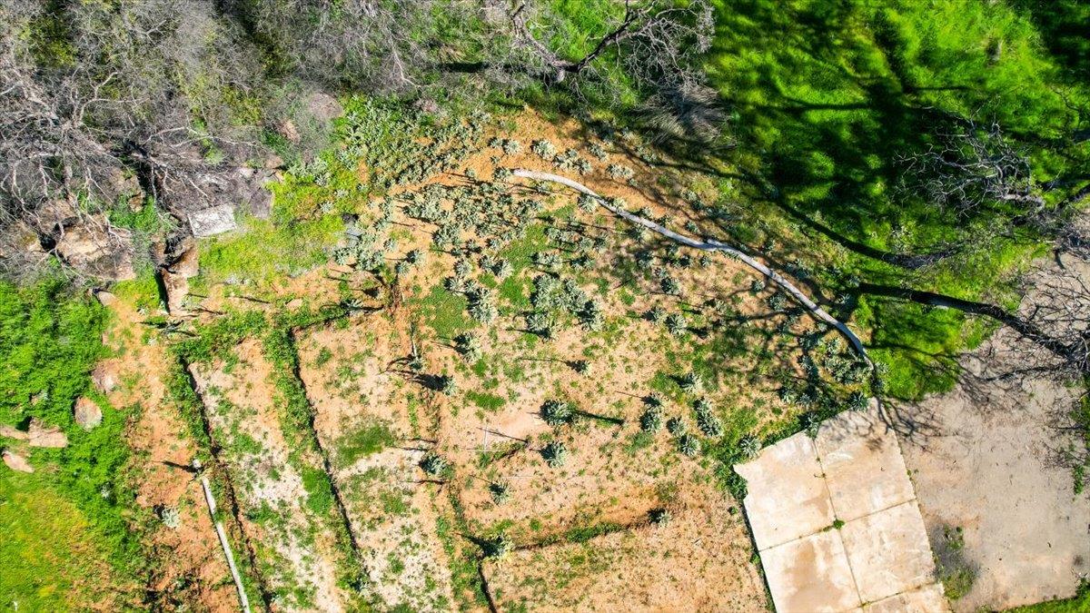 276 Oregon Gulch Road Oroville, CA 95965 - Photo 8 of 12 a view of a yard with a tree