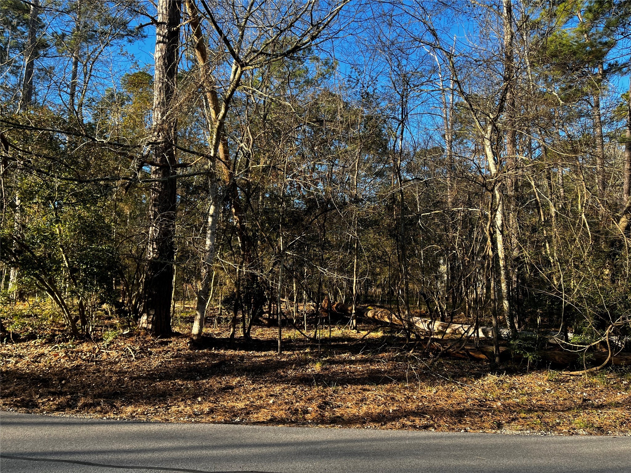 172 North Fairway Loop Coldspring, TX 77331 - Photo 1 of 13 a view of a yard with large trees