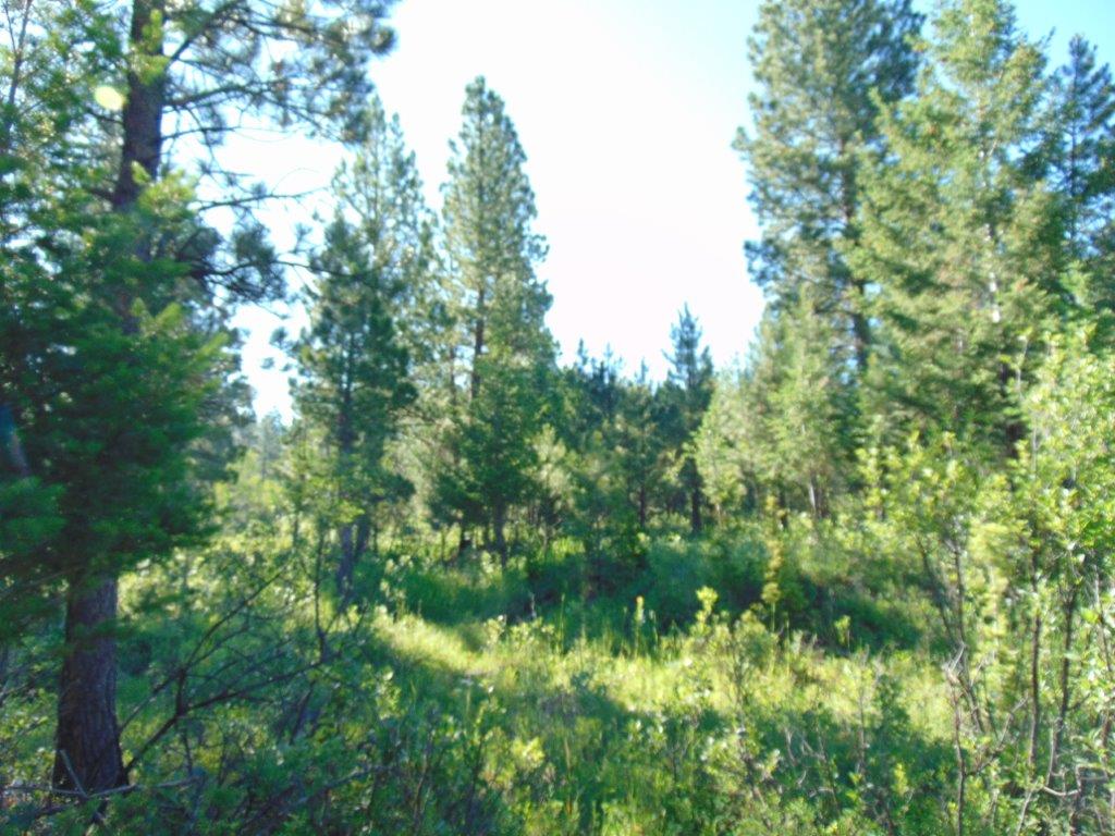4615 Abe Lincoln Road Lincoln, MT 59639 - Photo 63 of 92 Gallery Image 63