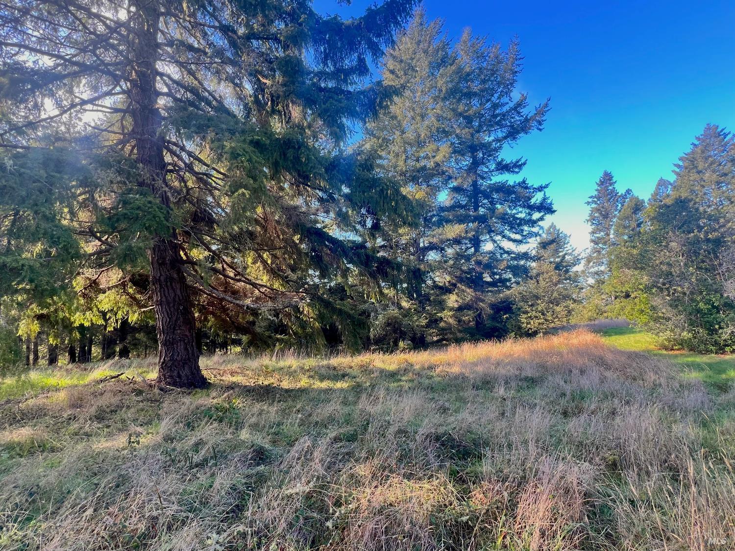 38065 Foothill Close The Sea Ranch, CA 95497 - Photo 2 of 10 a view of outdoor space with trees