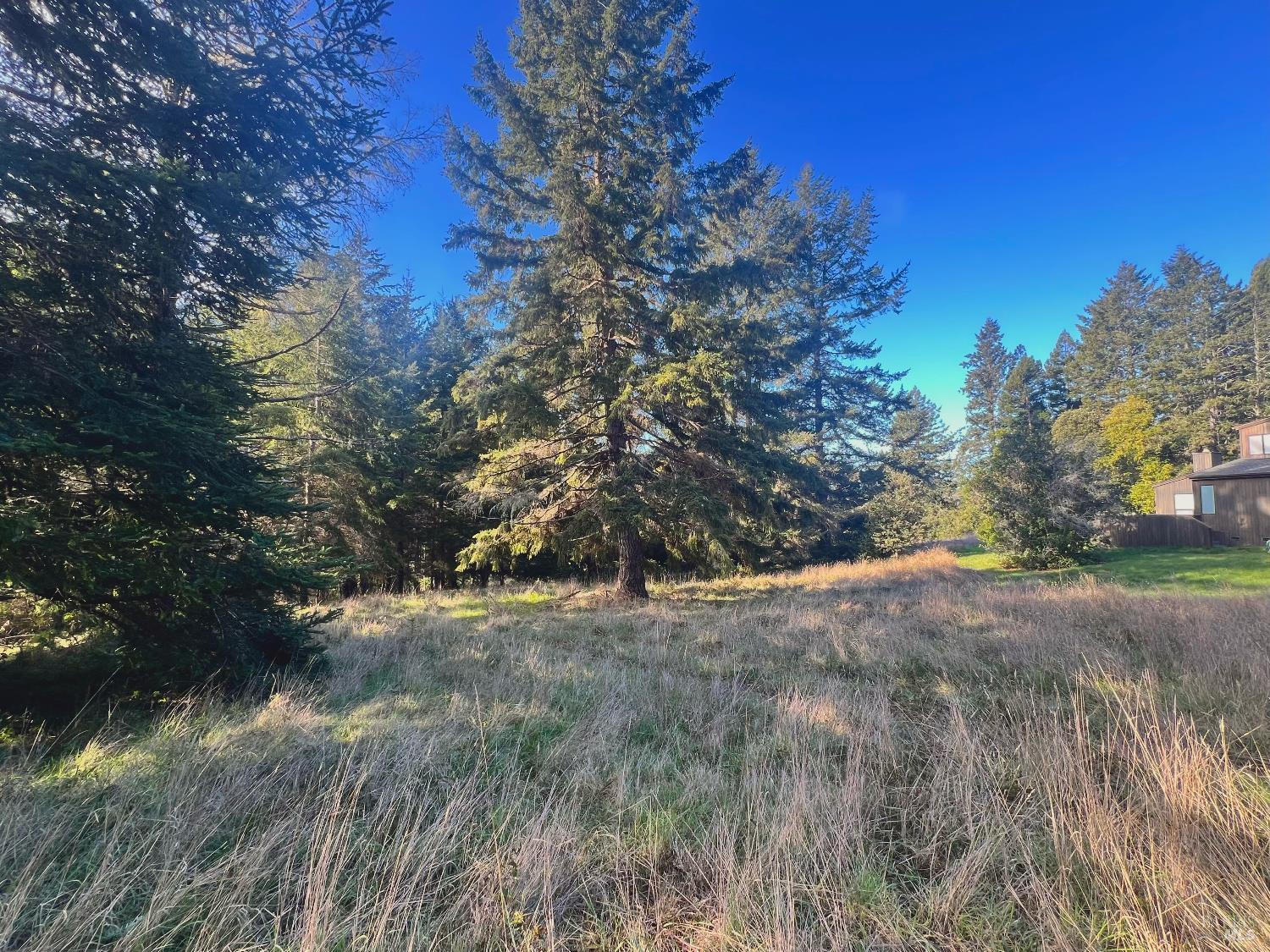 38065 Foothill Close The Sea Ranch, CA 95497 - Photo 3 of 10 a view of a yard with a tree