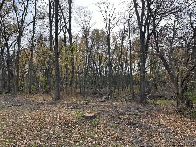 a view of a forest with trees in the background