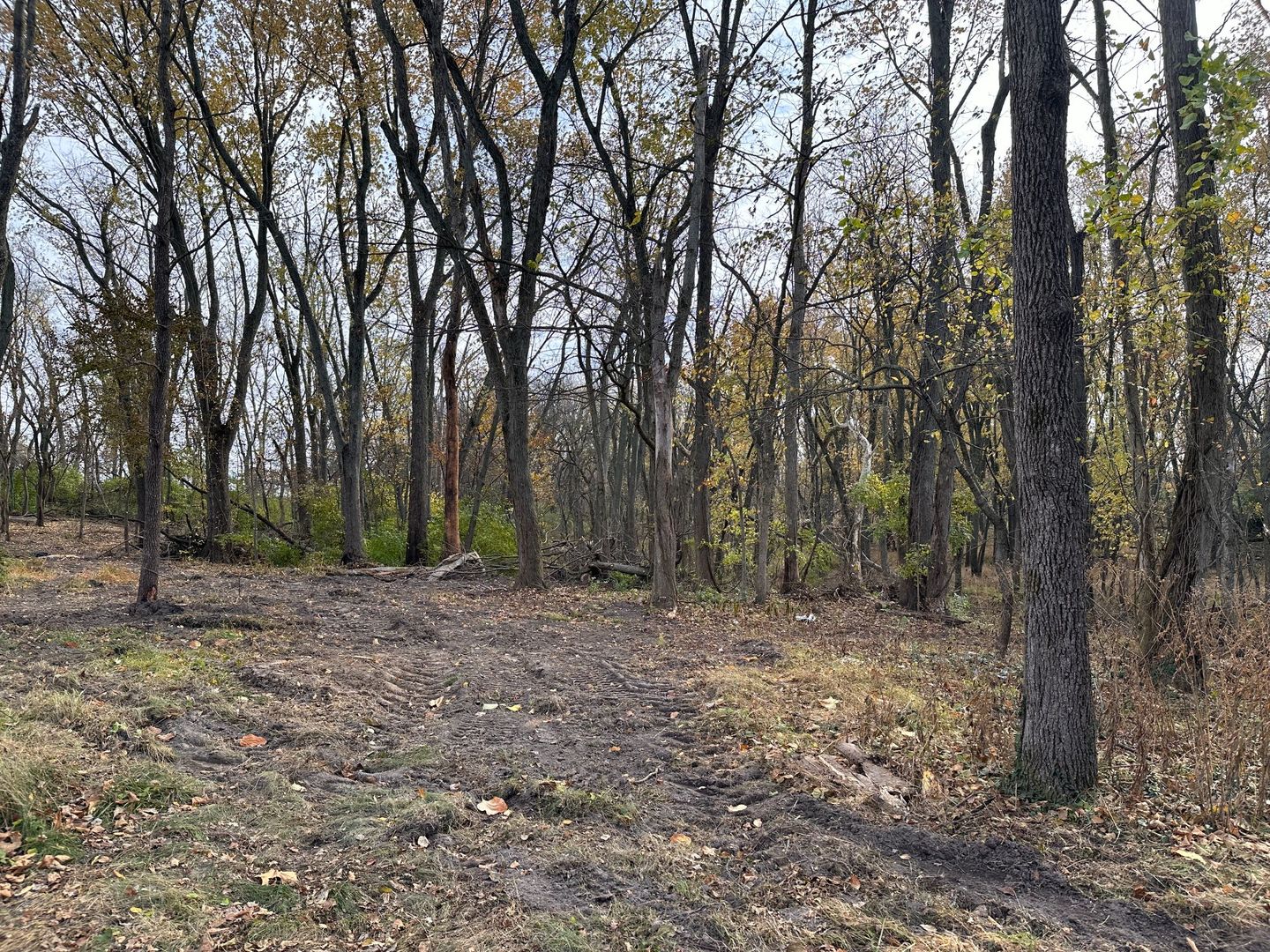 1536 North 2200 East Road Watseka, IL 60970 - Photo 13 of 16 a view of a forest with trees in the background