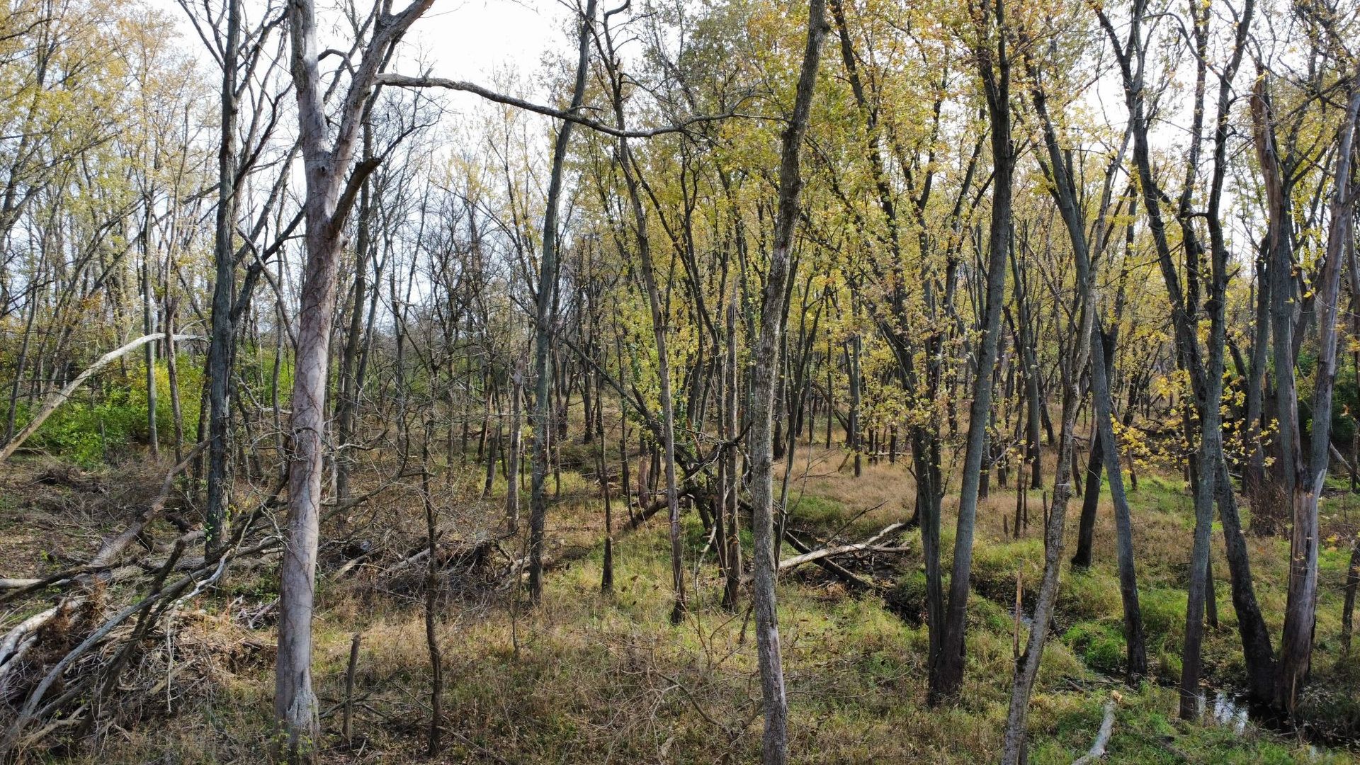 1536 North 2200 East Road Watseka, IL 60970 - Photo 5 of 16 a view of forest