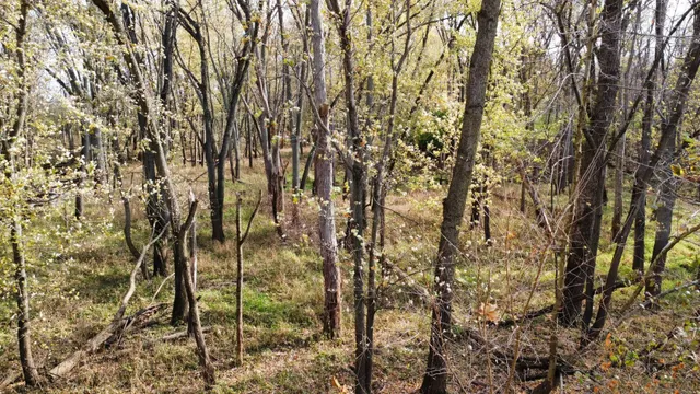 a view of a yard with a tree