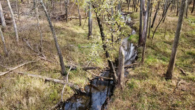 a view of a yard with a tree