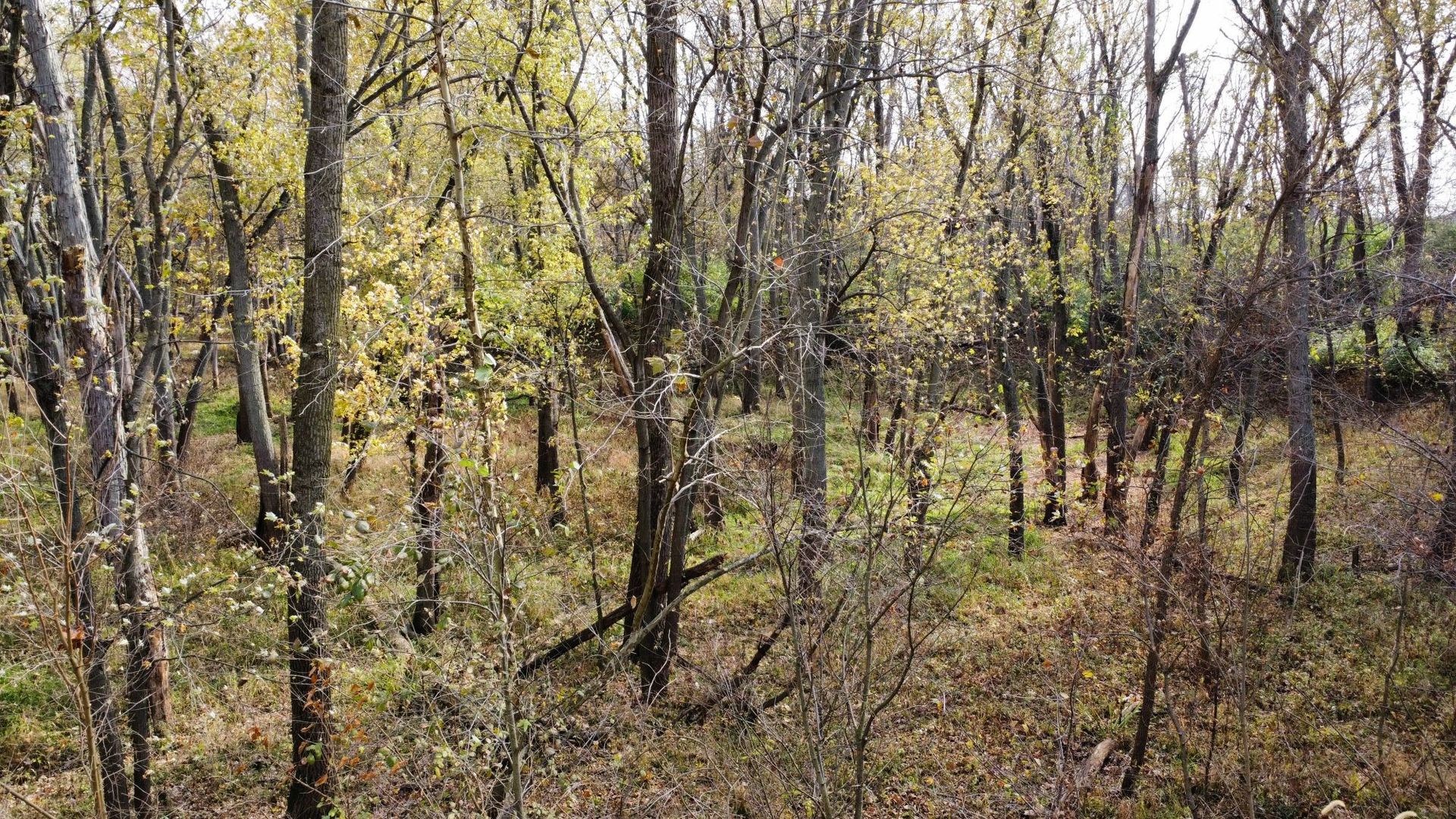 1536 North 2200 East Road Watseka, IL 60970 - Photo 8 of 16 a view of a yard with a tree