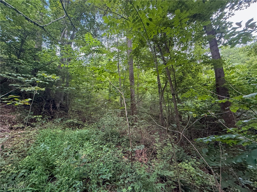 Sand Hill Road Bellaire, OH 43906 - Photo 23 of 34 View of wooded area