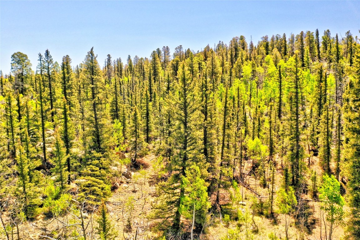 445 Warpath Road Como, CO 80432 - Photo 2 of 20 a view of a bunch of trees
