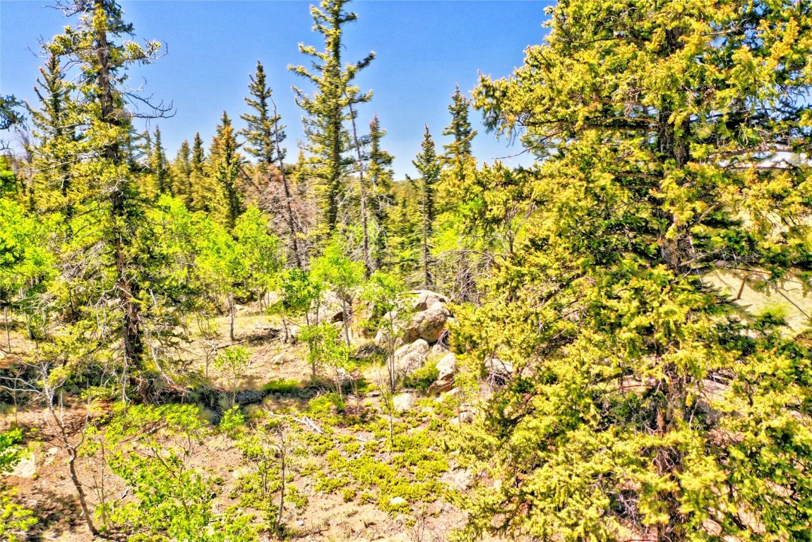 445 Warpath Road Como, CO 80432 - Photo 7 of 20 a view of a white tree in a background