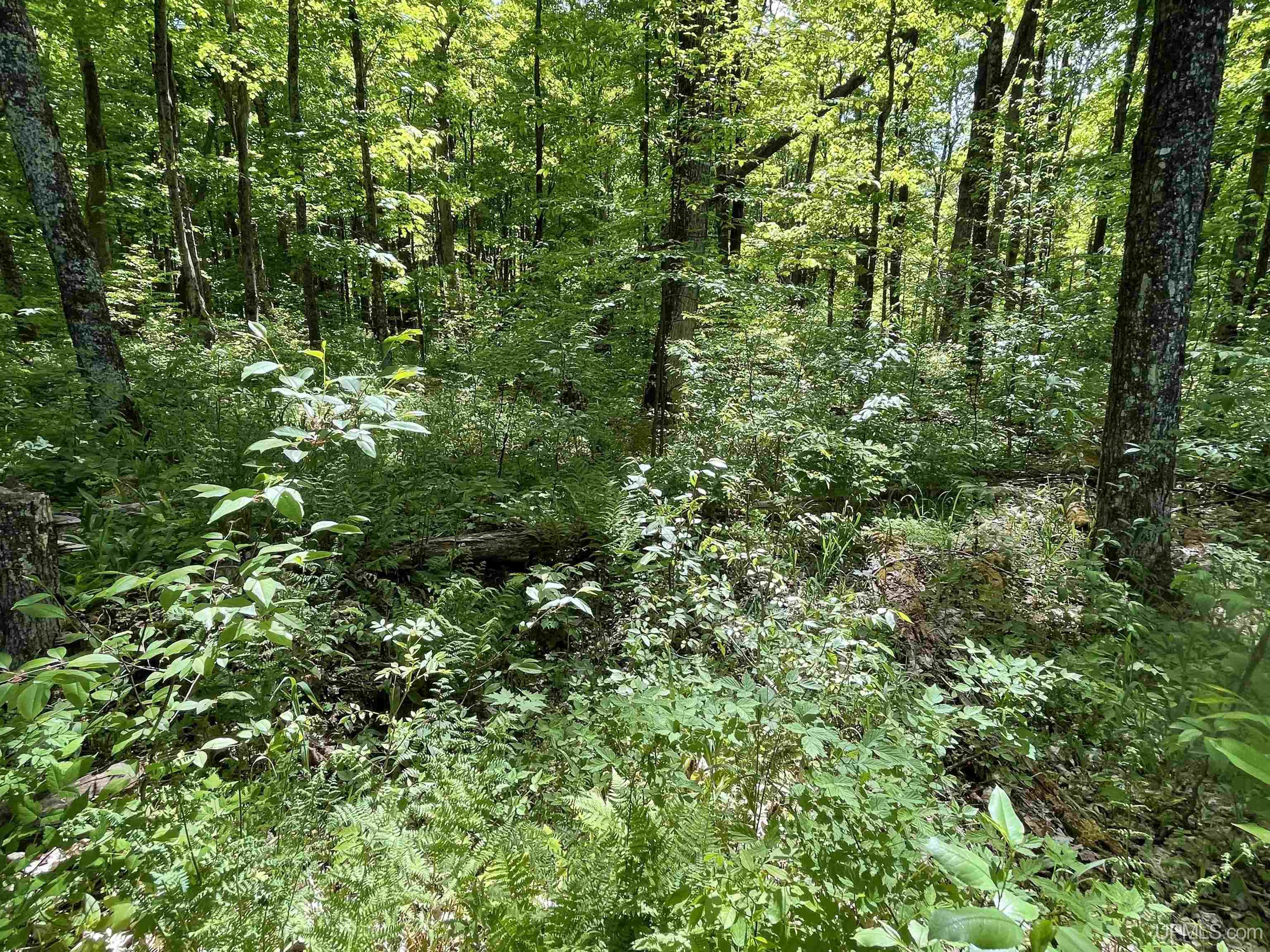 Tbd Tbd Banking Ground Road Germfask, MI 49836 - Photo 25 of 36