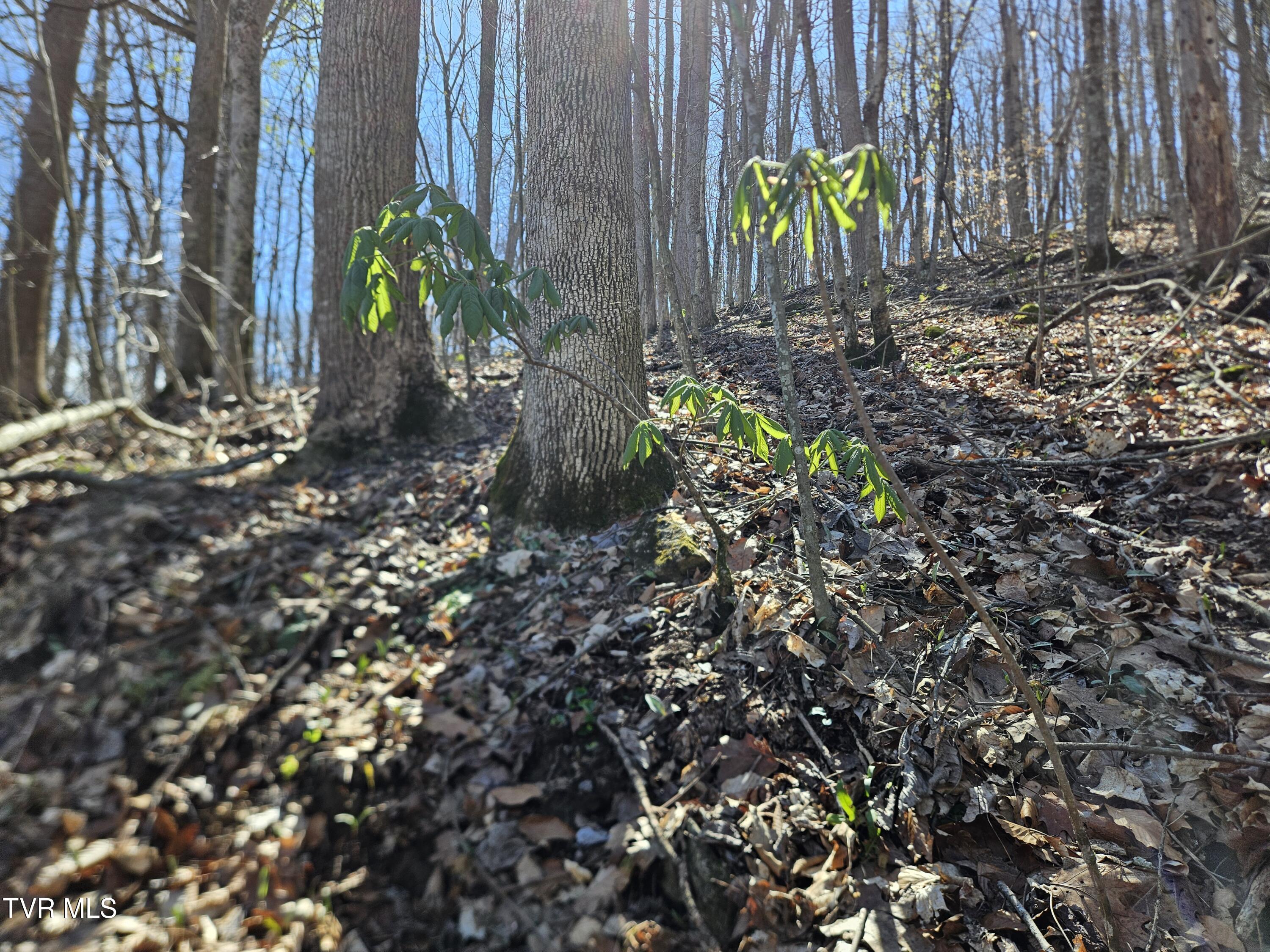 0 Shuler Hollow Road Chilhowie, VA 24319 - Photo 4 of 9 1000010482