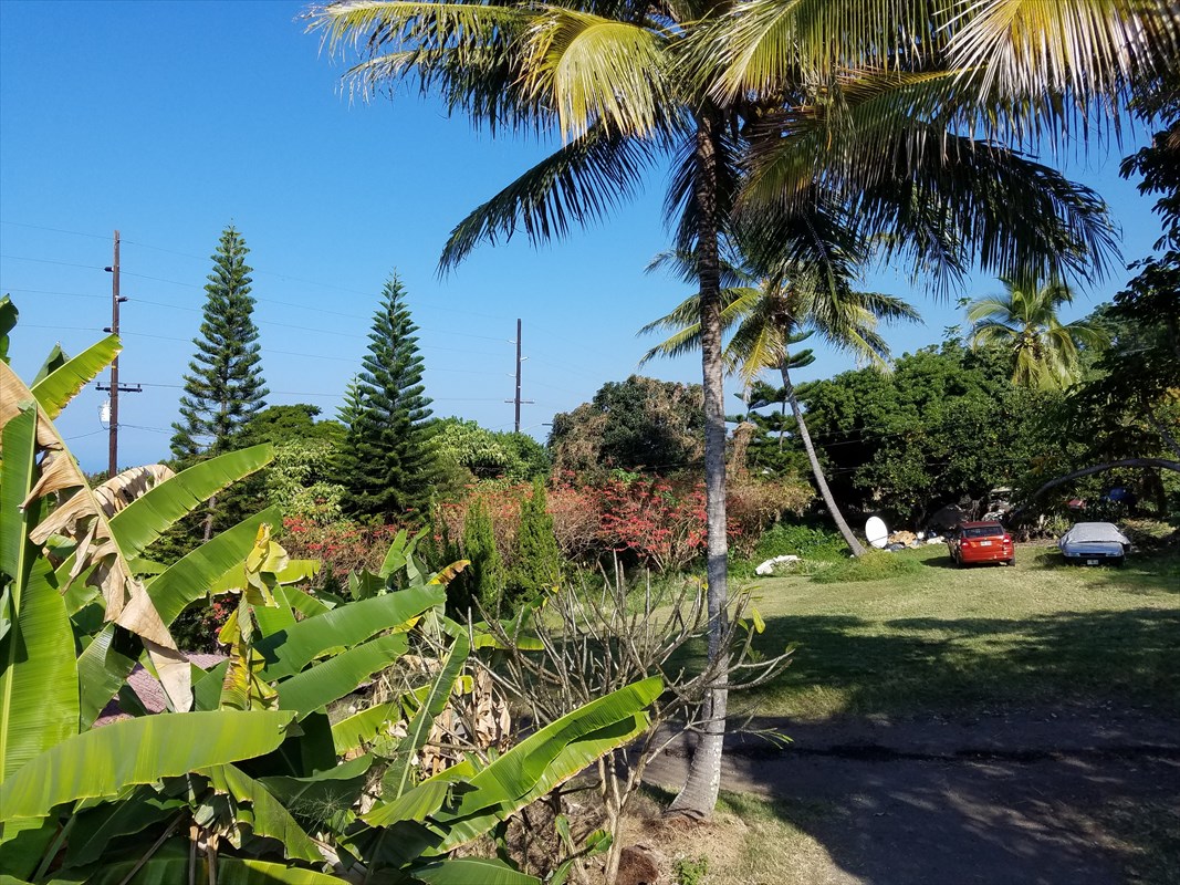 87-3460 Hawaii Belt Road Captain Cook, HI 96704 - Photo 4 of 25 a view of a backyard with plants and palm trees