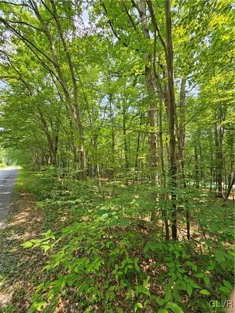 a view of a lush green space