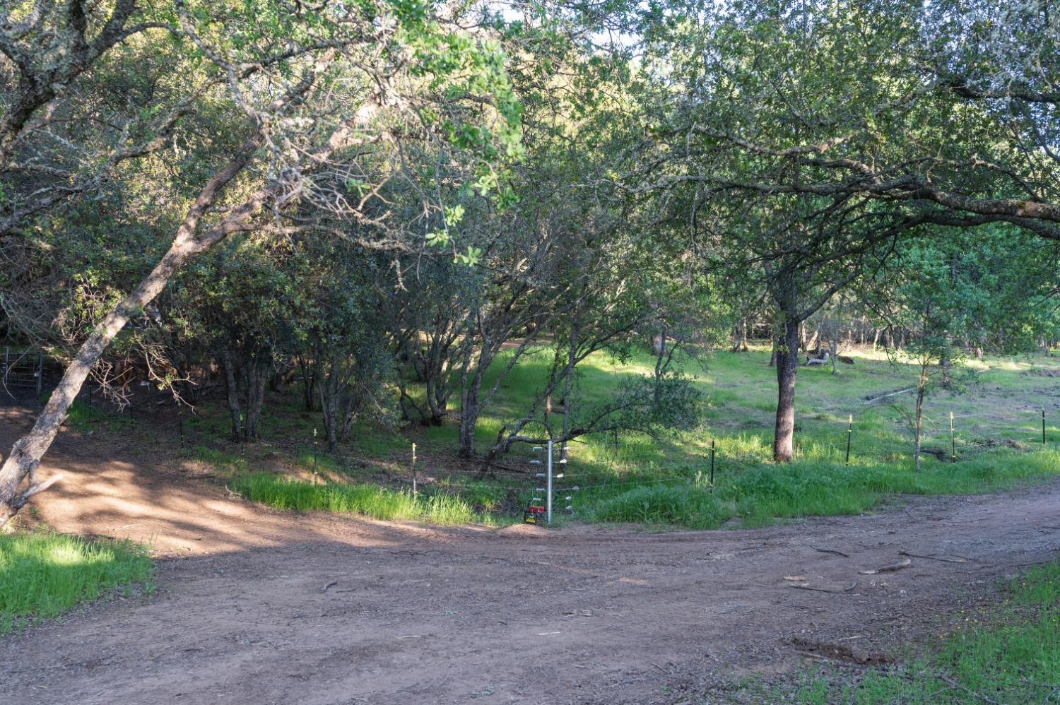 1940 Dorado Ridge Trail Rescue, CA 95672 - Photo 12 of 24 a view of a yard with a tree