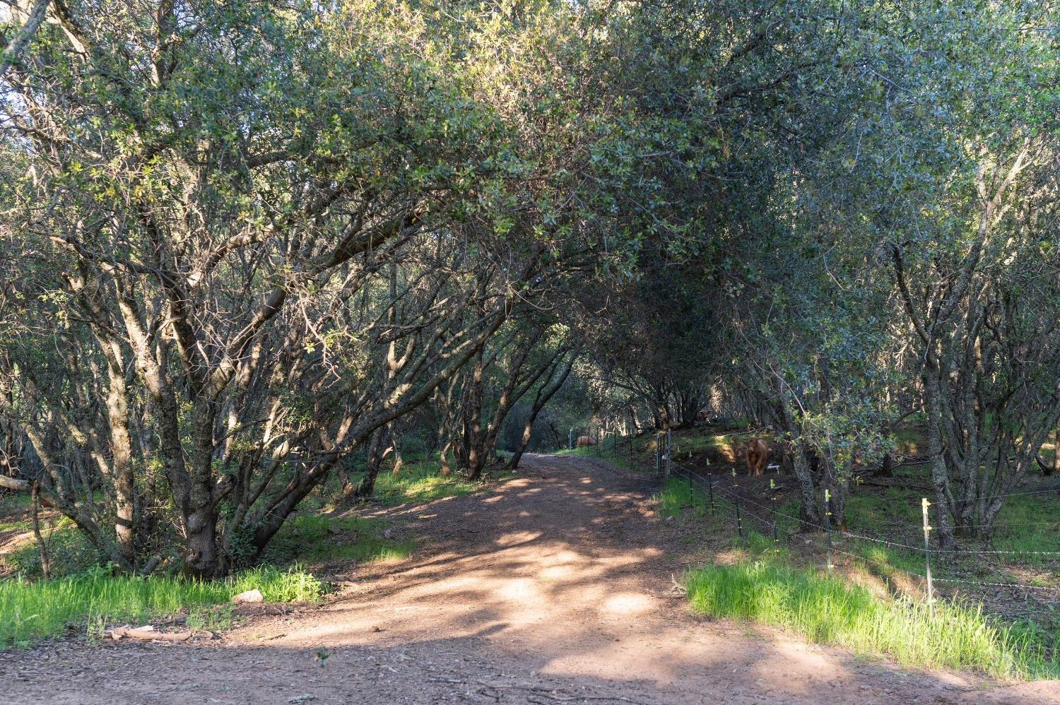 1940 Dorado Ridge Trail Rescue, CA 95672 - Photo 13 of 24 a backyard of a house with lots of green space