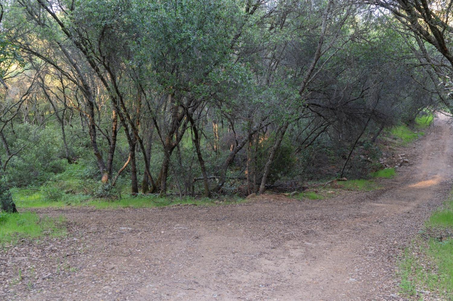 1940 Dorado Ridge Trail Rescue, CA 95672 - Photo 20 of 24 a view of a forest with trees in the background