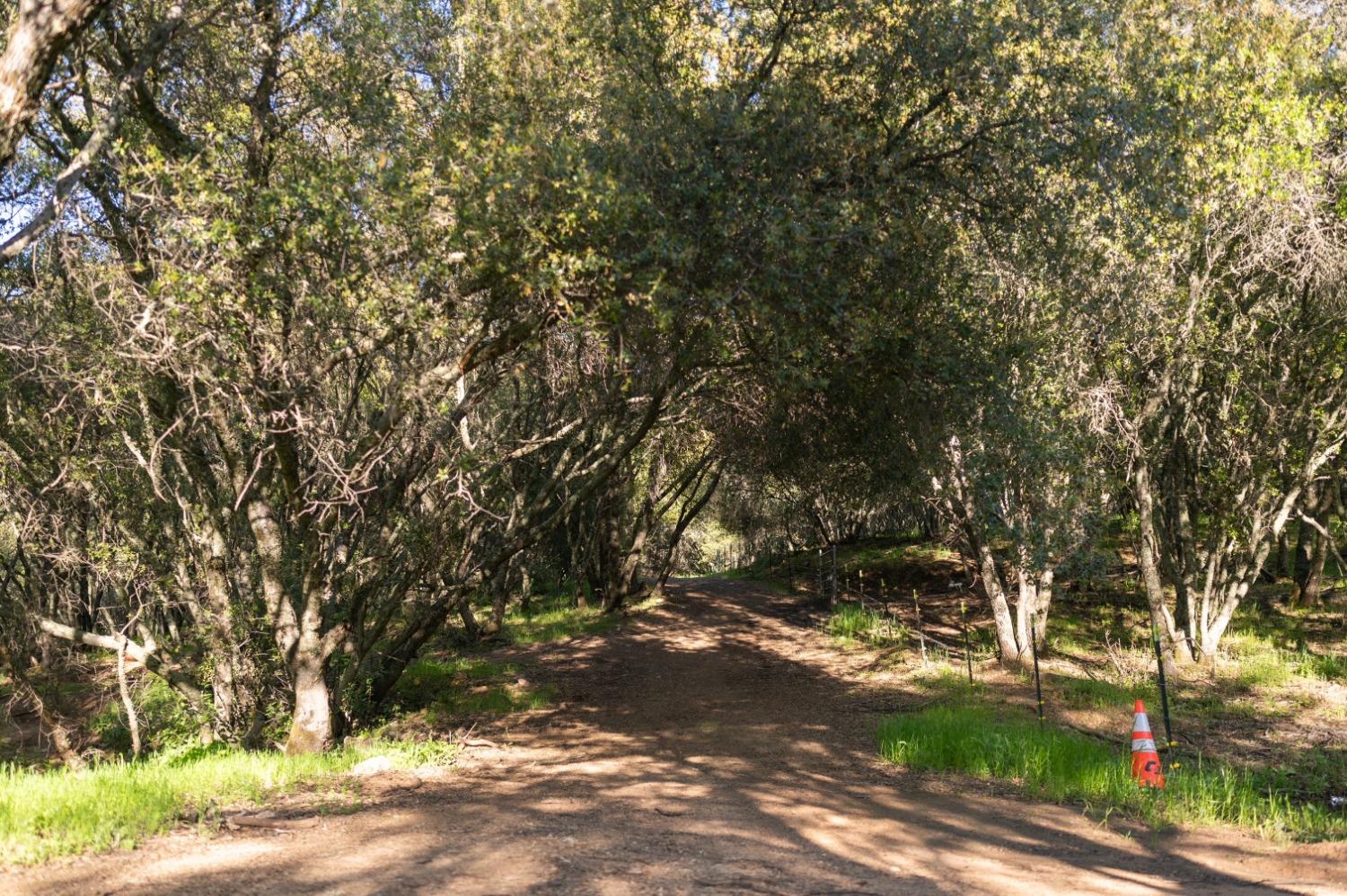 1940 Dorado Ridge Trail Rescue, CA 95672 - Photo 8 of 24 a view of tree