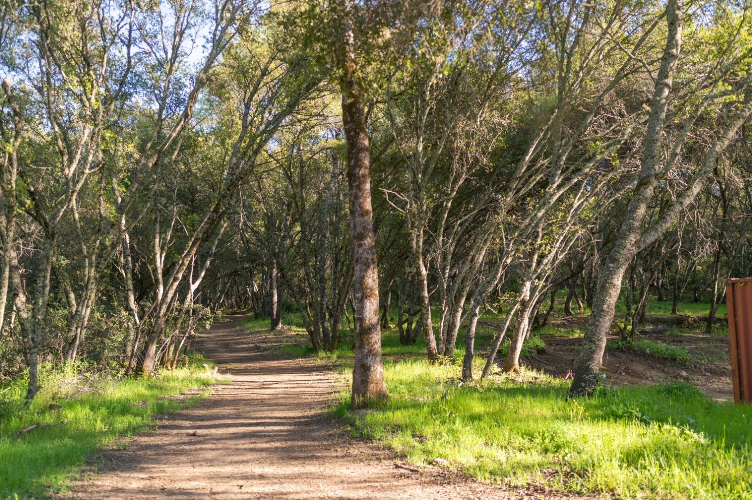 1940 Dorado Ridge Trail Rescue, CA 95672 - Photo 9 of 24 a view of a yard with large trees