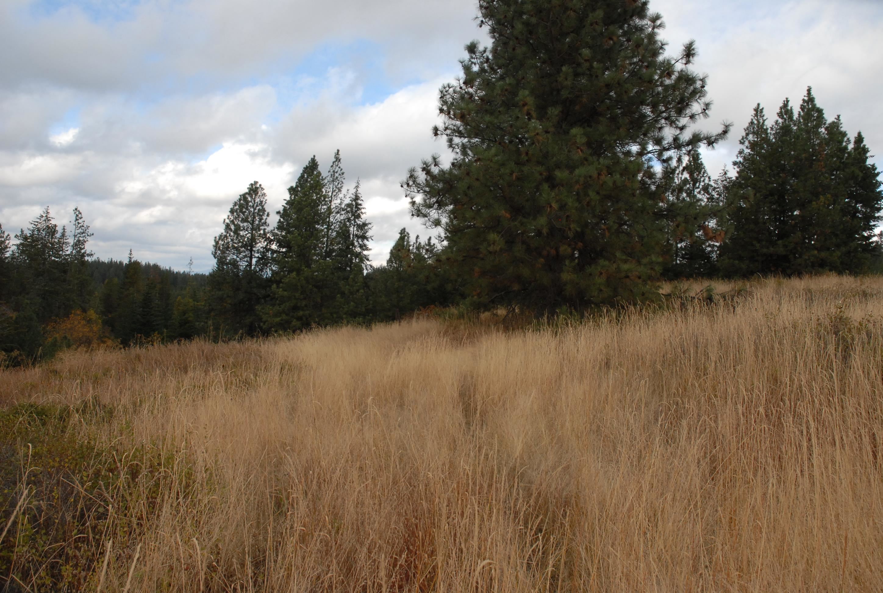 13507 East Tallman Road Chattaroy, WA 99003 - Photo 11 of 14 Gallery Image 11