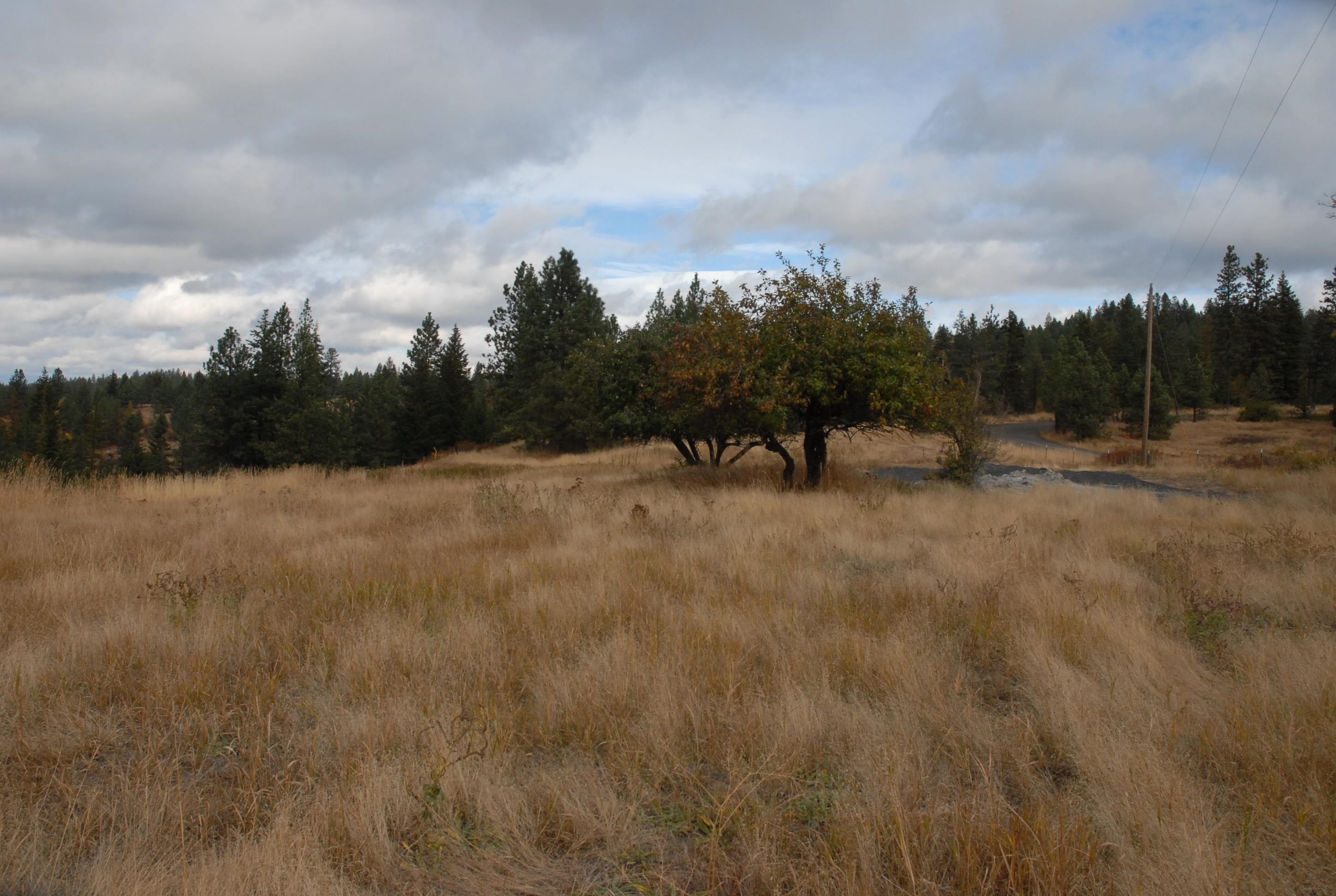 13507 East Tallman Road Chattaroy, WA 99003 - Photo 5 of 14 Gallery Image 5