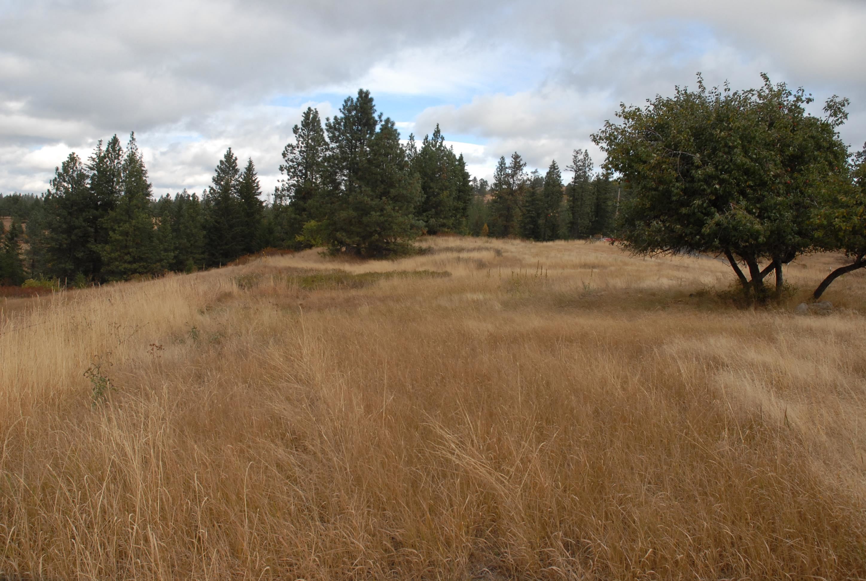 13507 East Tallman Road Chattaroy, WA 99003 - Photo 6 of 14 Gallery Image 6