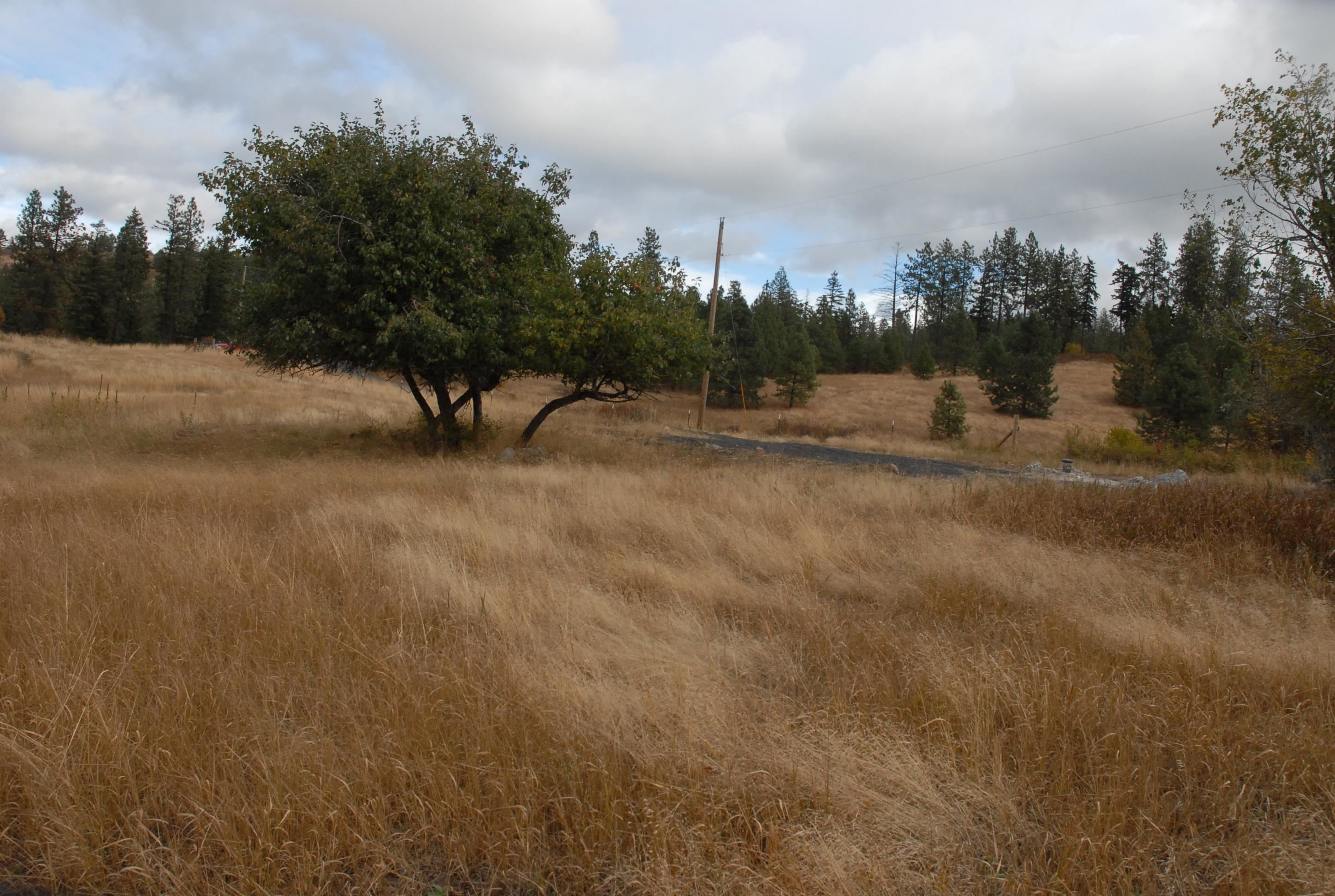13507 East Tallman Road Chattaroy, WA 99003 - Photo 7 of 14 Gallery Image 7